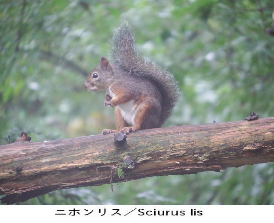 Pension Country Diary Yamanakako Exteriér fotografie